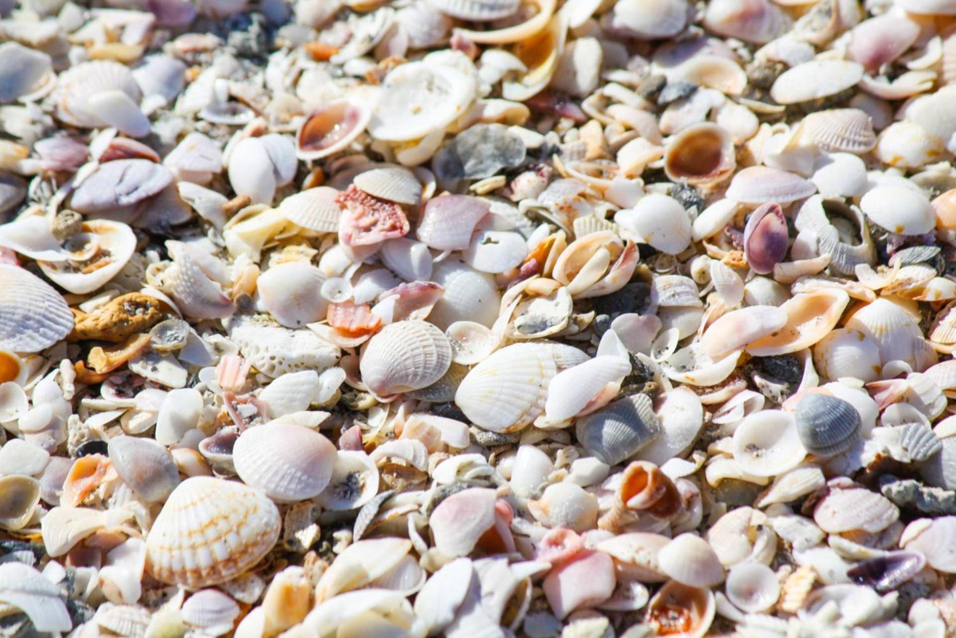 1-1004 - Ocean Sands *