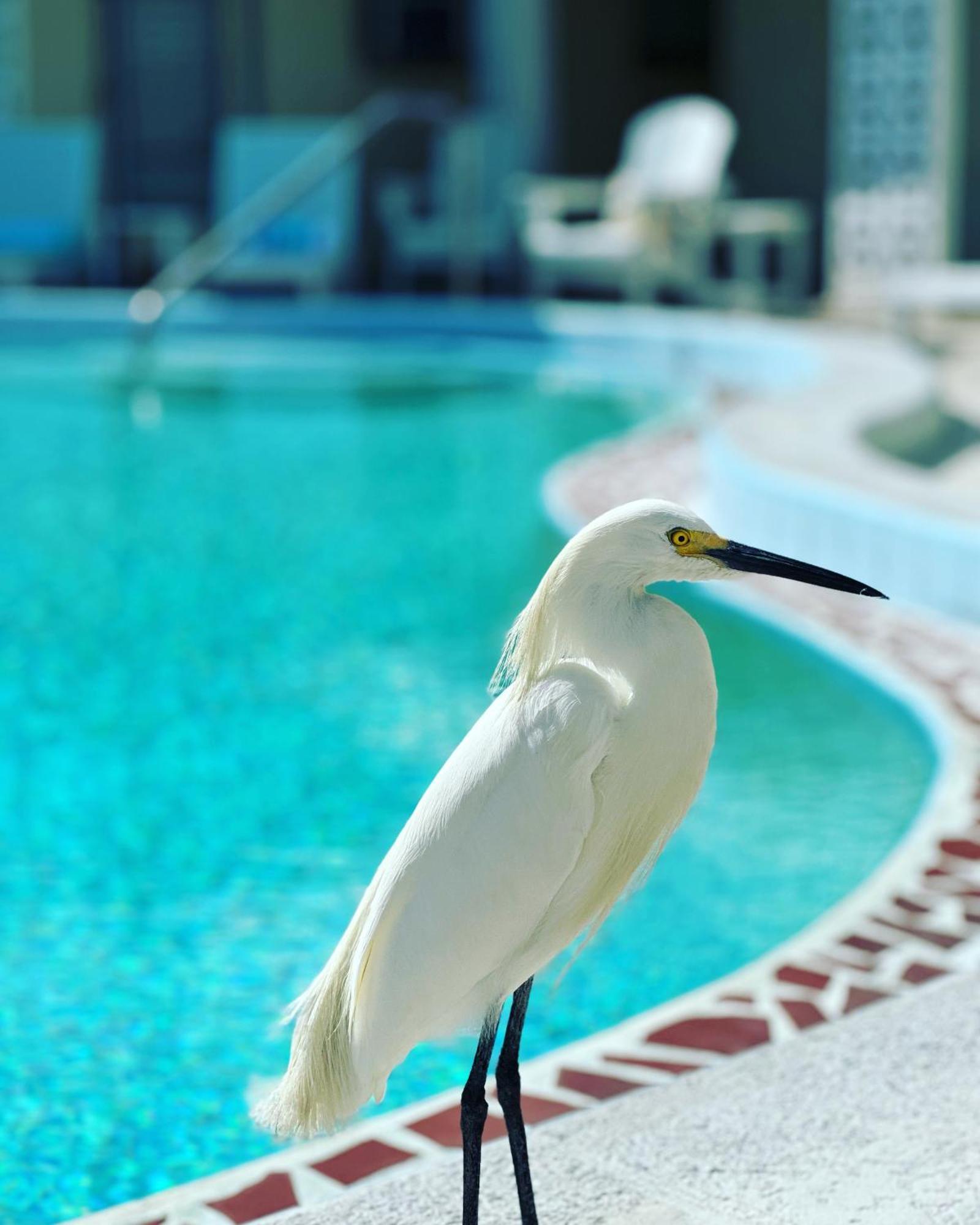 Ebbtide Hotel *
