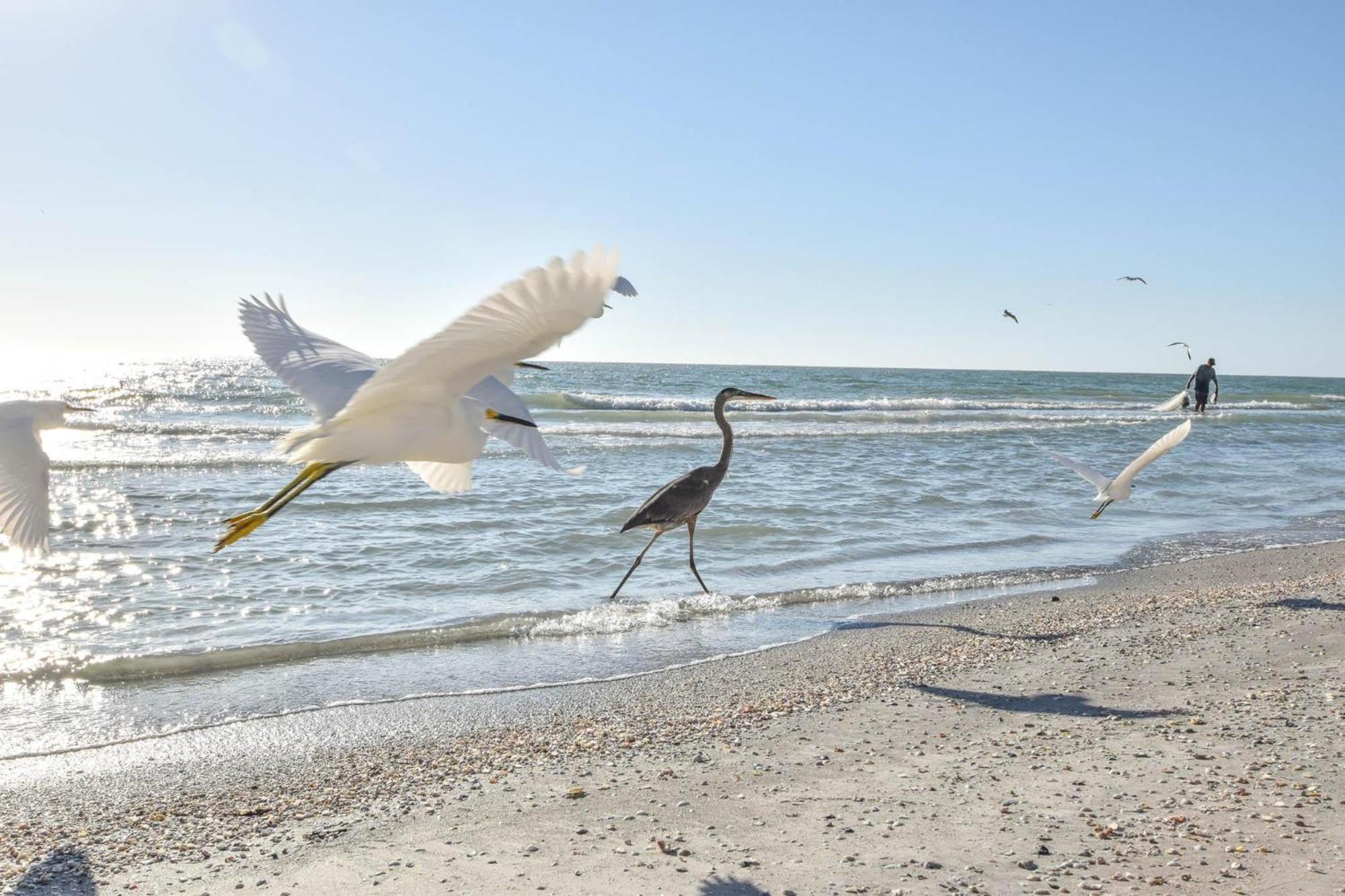 Open - Beachfront Luxury/spacious/free Amenities/walk Everywhere St. Pete Beach