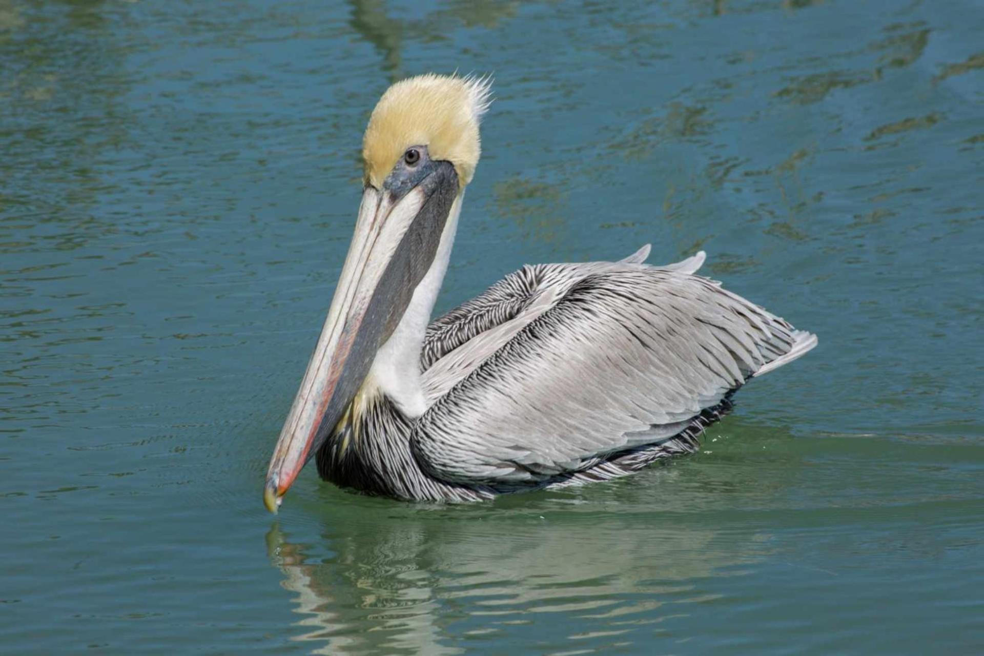 Holiday home 303 - Skyline - The Perky Pelican